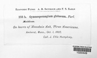 Gymnosporangium globosum image